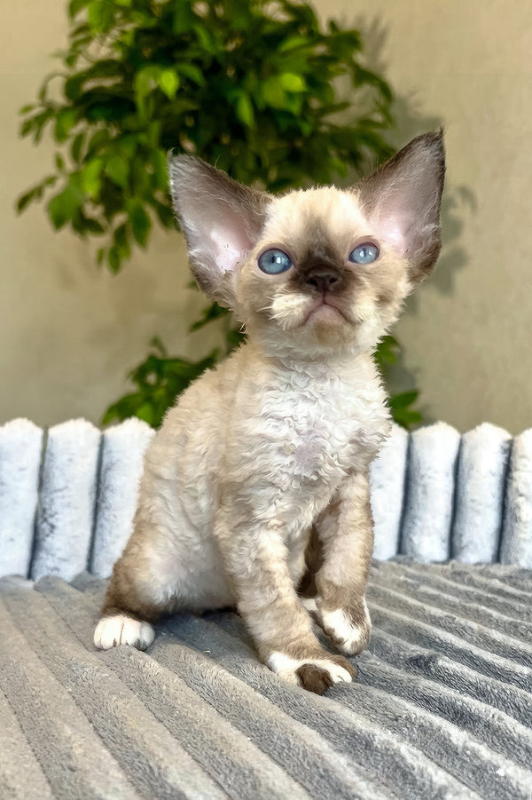 Valter | Devon Rex Kitten
