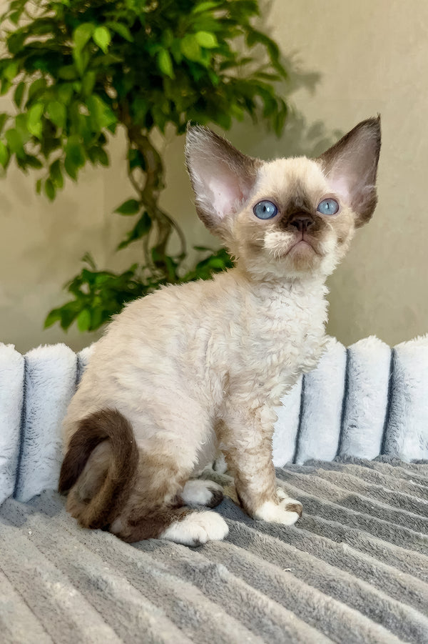 Valter | Devon Rex Kitten