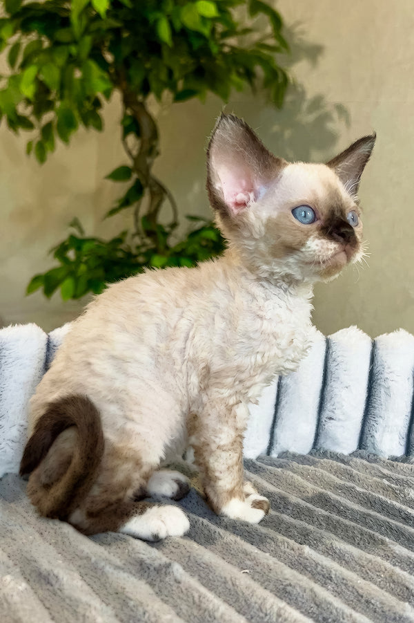 Valter | Devon Rex Kitten