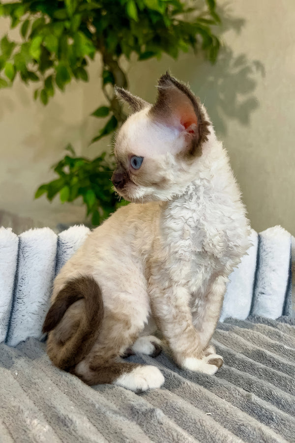Valter | Devon Rex Kitten