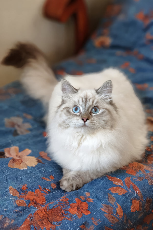 Vanesa | Siberian Kitten