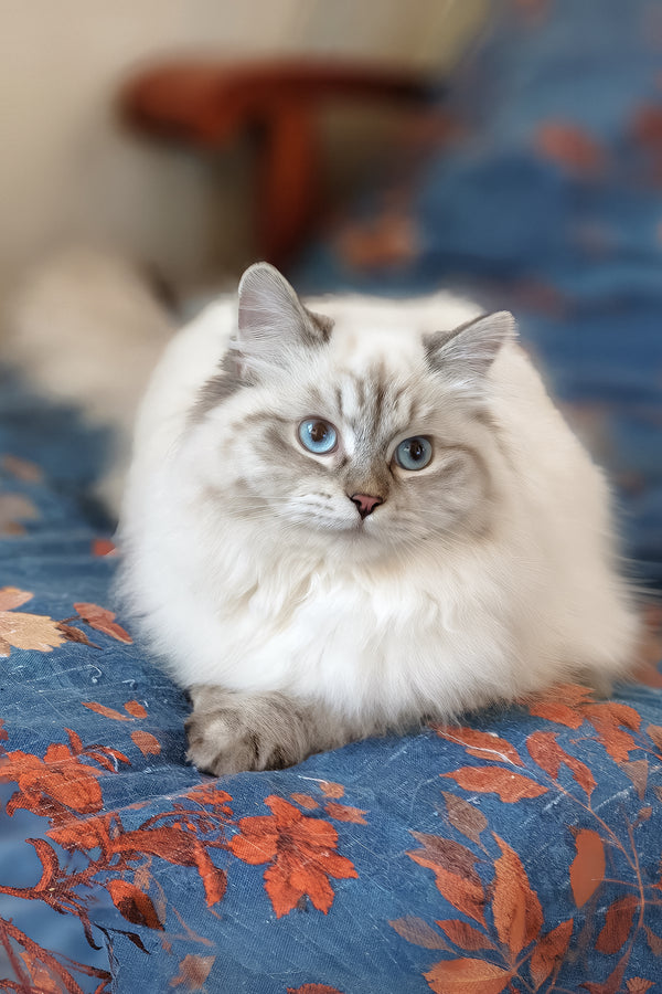 Vanesa | Siberian Kitten