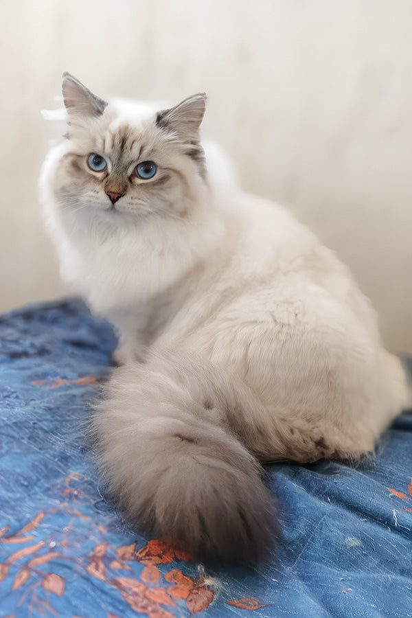 Vanesa | Siberian Kitten