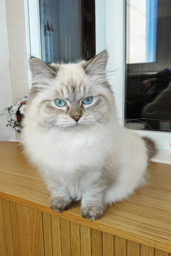 Vanesa | Siberian Kitten