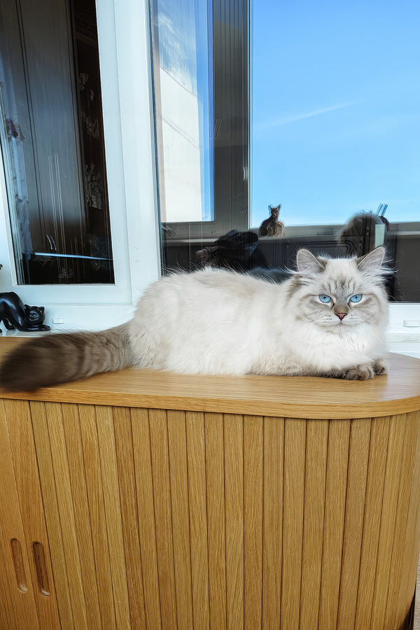 Vanesa | Siberian Kitten