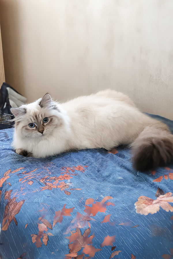 Vanesa | Siberian Kitten