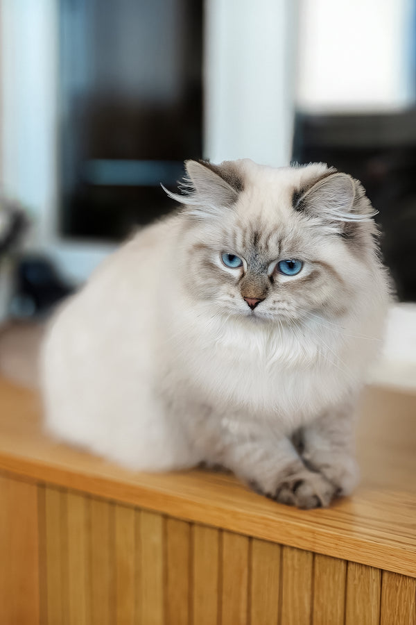 Vanesa | Siberian Kitten