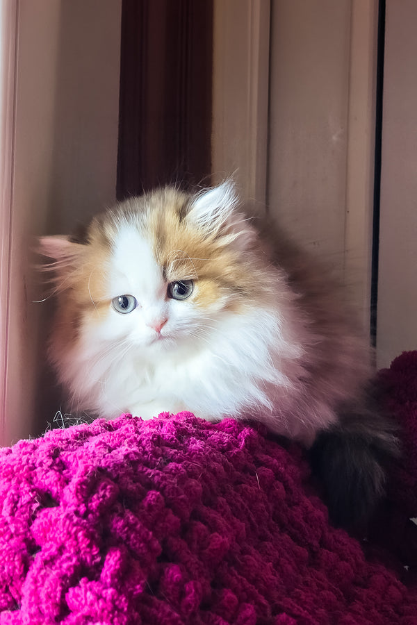 Vanessa | Scottish Straight Longhair Kitten