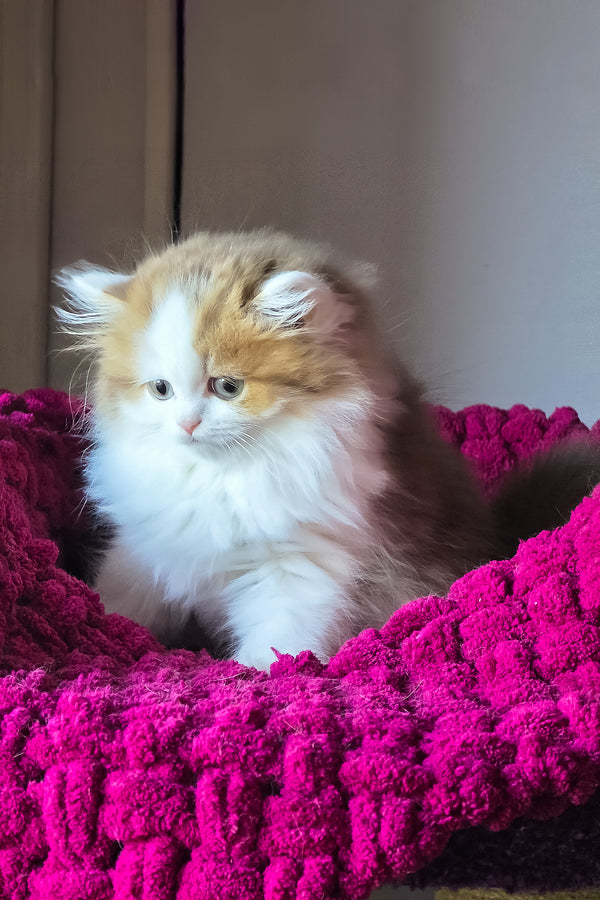 Vanessa | Scottish Straight Longhair Kitten