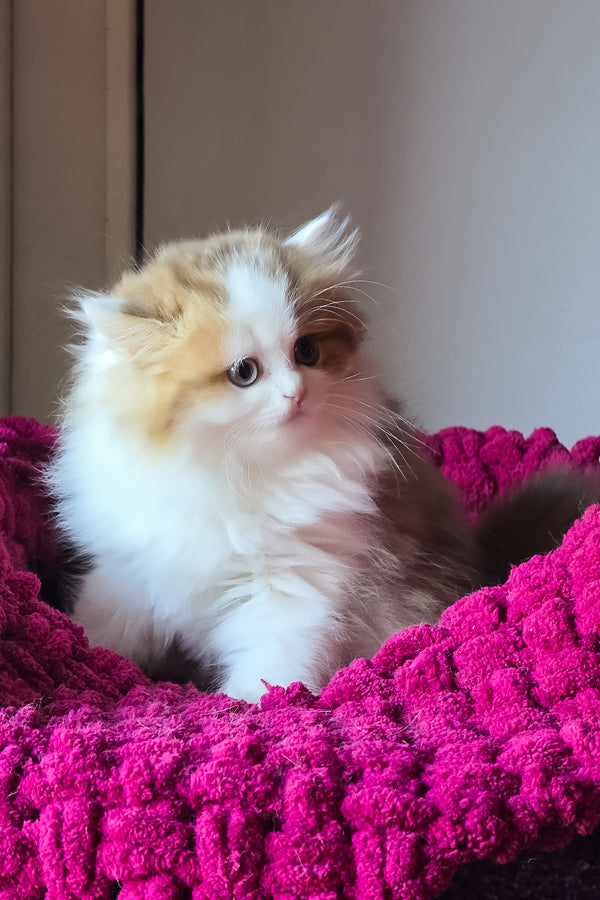 Vanessa | Scottish Straight Longhair Kitten