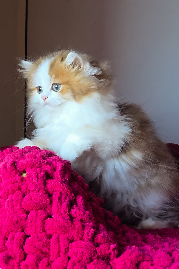 Vanessa | Scottish Straight Longhair Kitten