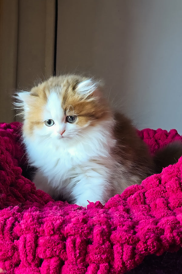 Vanessa | Scottish Straight Longhair Kitten