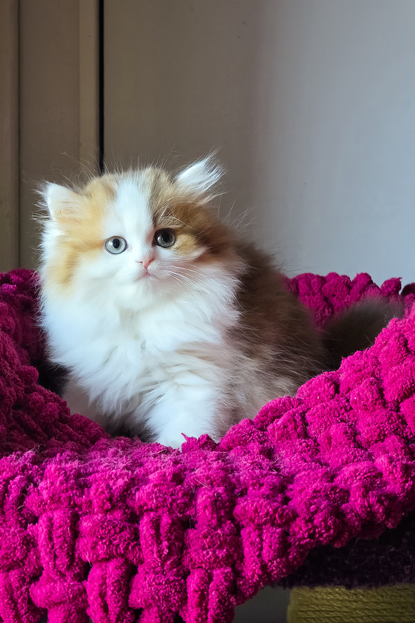 Vanessa | Scottish Straight Longhair Kitten