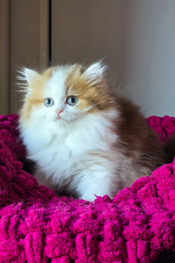 Vanessa | Scottish Straight Longhair Kitten