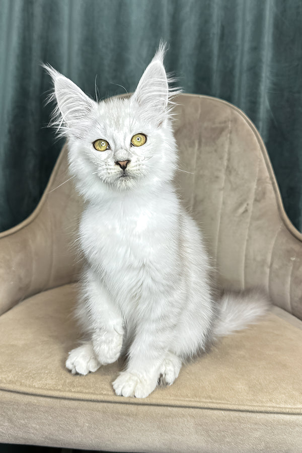 Vanessa | Maine Coon Kitten