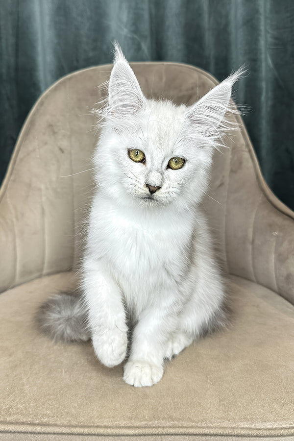 Vanessa | Maine Coon Kitten