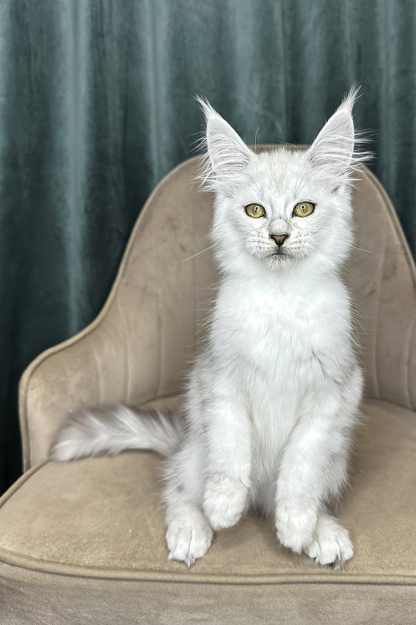 Vanessa | Maine Coon Kitten