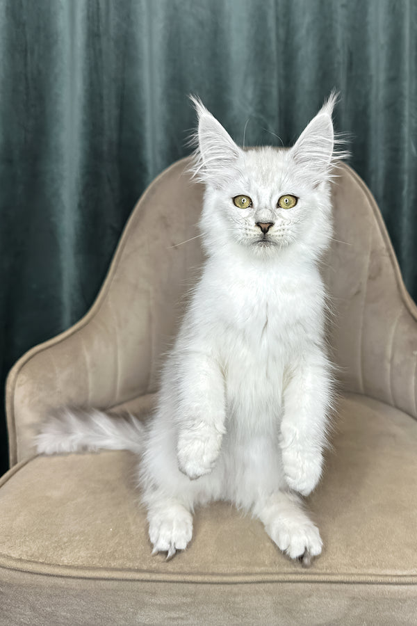 Vanessa | Maine Coon Kitten