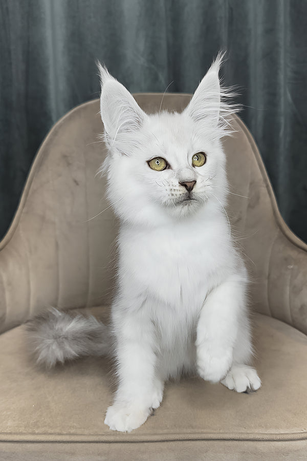 Vanessa | Maine Coon Kitten