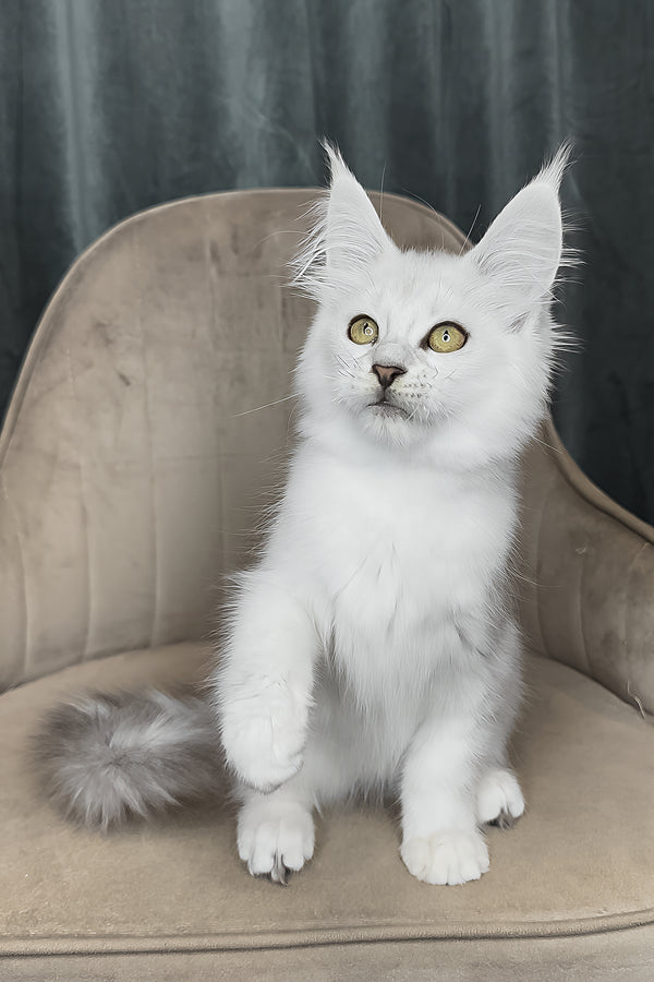 Vanessa | Maine Coon Kitten