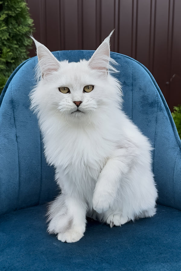 Vanessa | Maine Coon Kitten