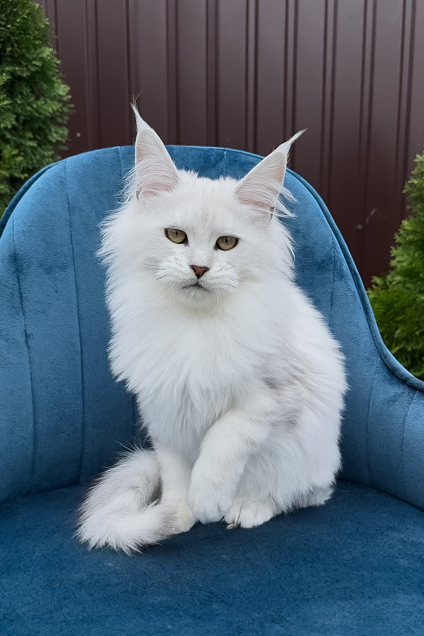 Vanessa | Maine Coon Kitten
