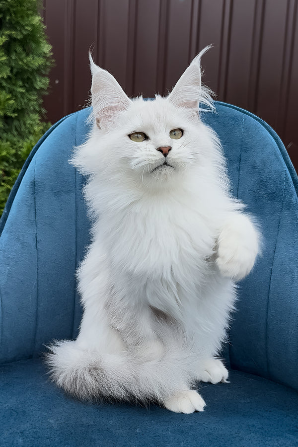 Vanessa | Maine Coon Kitten