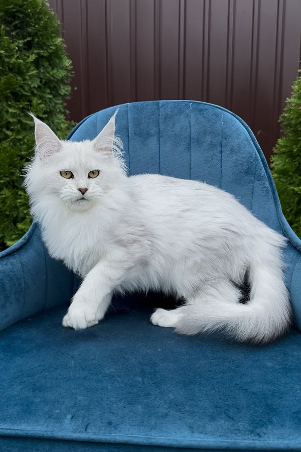 Vanessa | Maine Coon Kitten