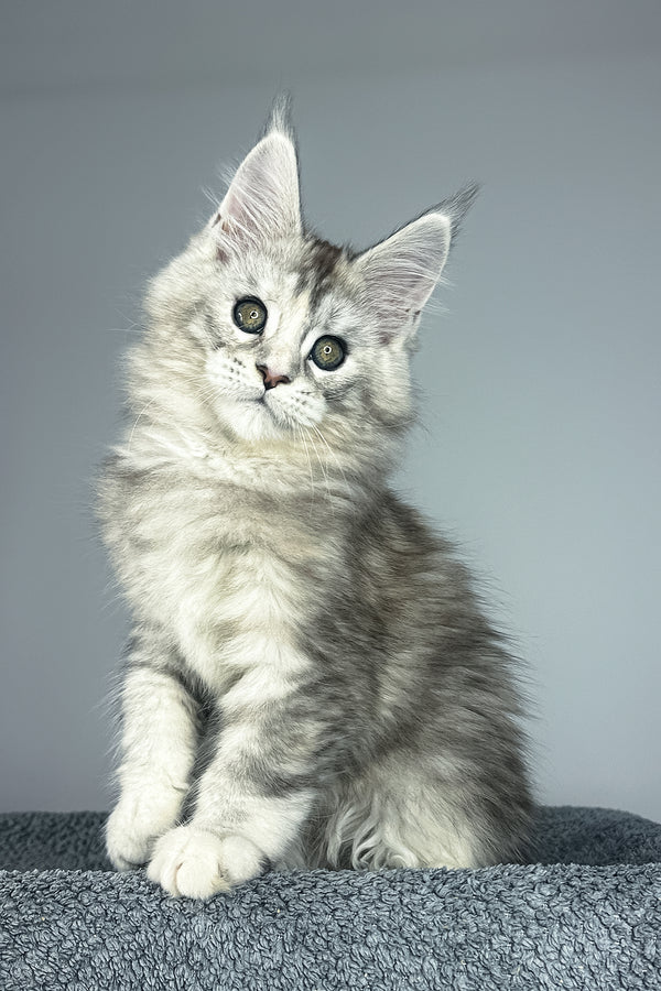 Vanilla | Maine Coon Kitten