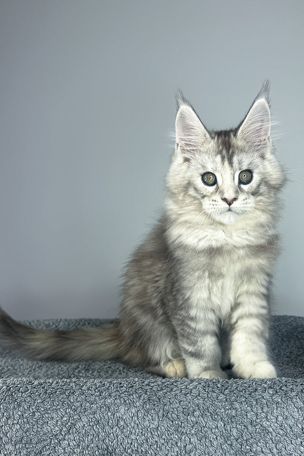 Vanilla | Maine Coon Kitten