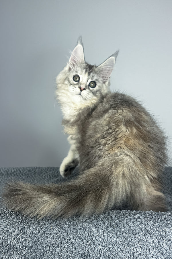Vanilla | Maine Coon Kitten
