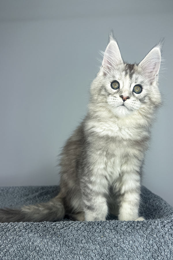 Vanilla | Maine Coon Kitten