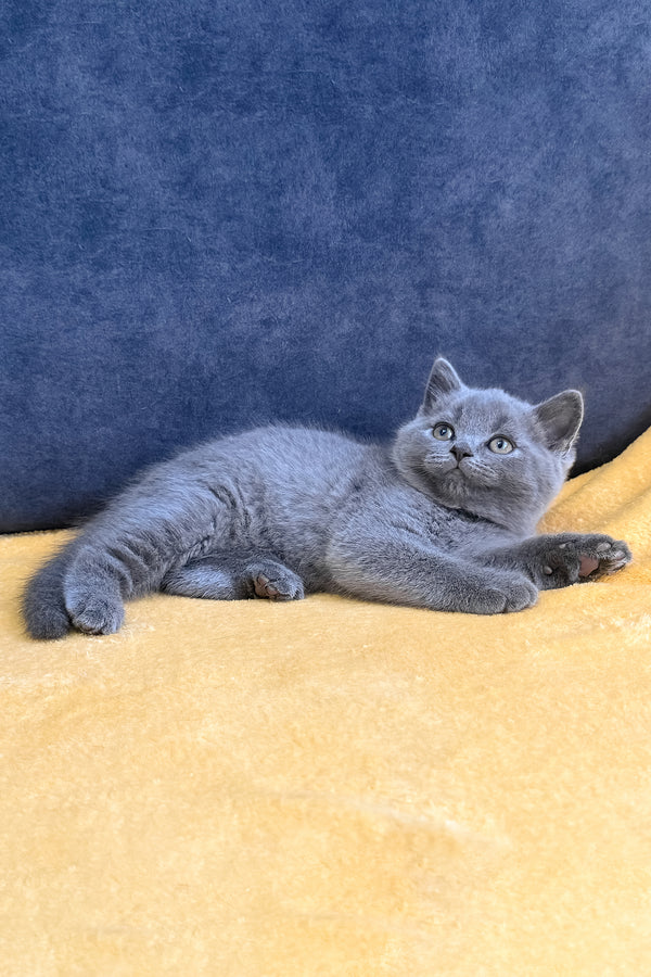 Vegas | Scottish Straight Kitten