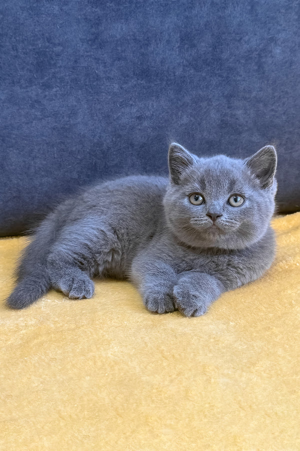 Vegas | Scottish Straight Kitten