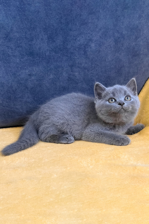 Vegas | Scottish Straight Kitten