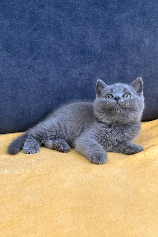 Vegas | Scottish Straight Kitten