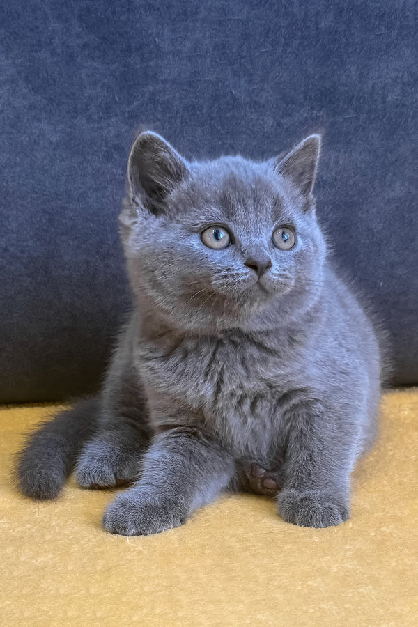 Vegas | Scottish Straight Kitten