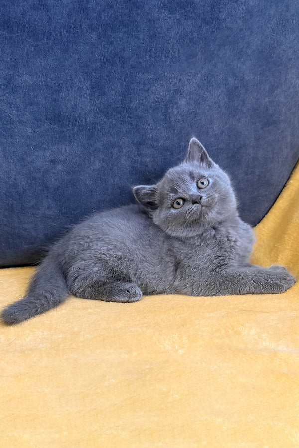 Vegas | Scottish Straight Kitten