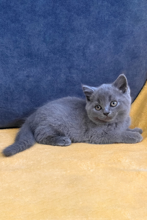 Vegas | Scottish Straight Kitten