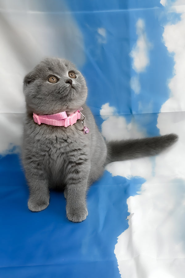 Velma | Scottish Fold Kitten