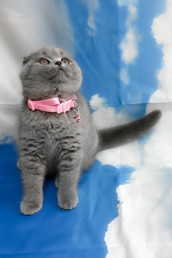 Velma | Scottish Fold Kitten
