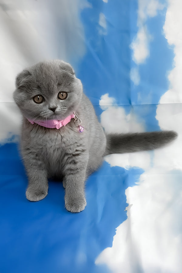 Velma | Scottish Fold Kitten