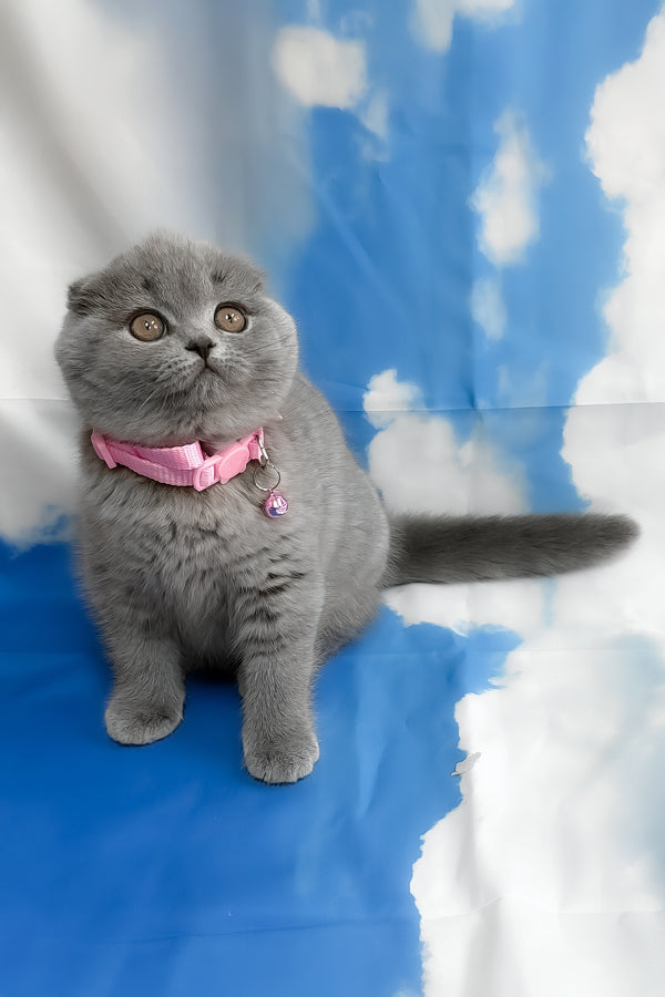 Velma | Scottish Fold Kitten