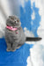 Velma | Scottish Fold Kitten