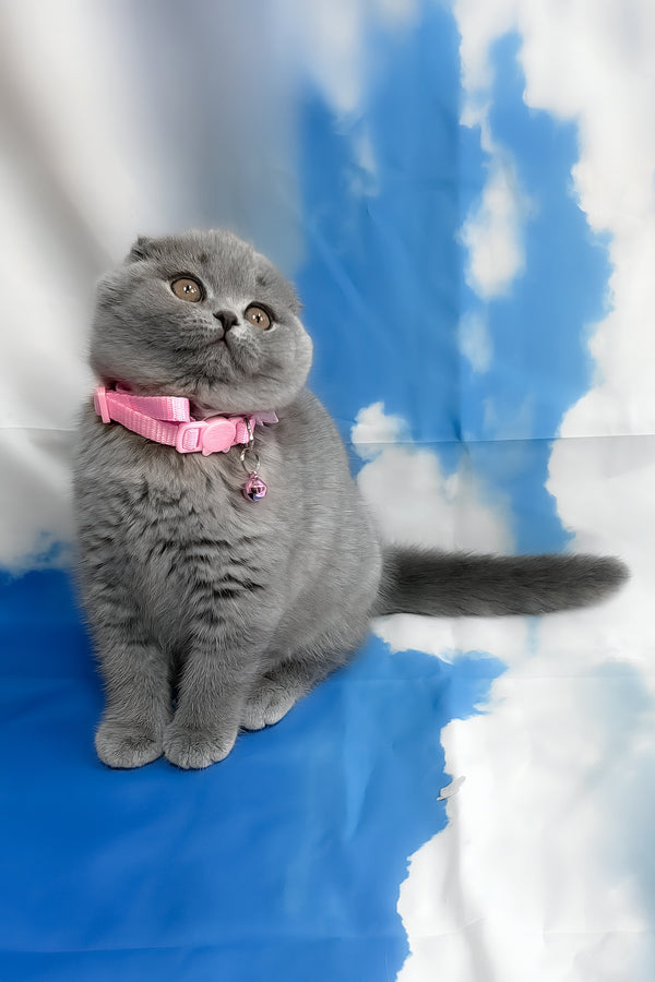 Velma | Scottish Fold Kitten