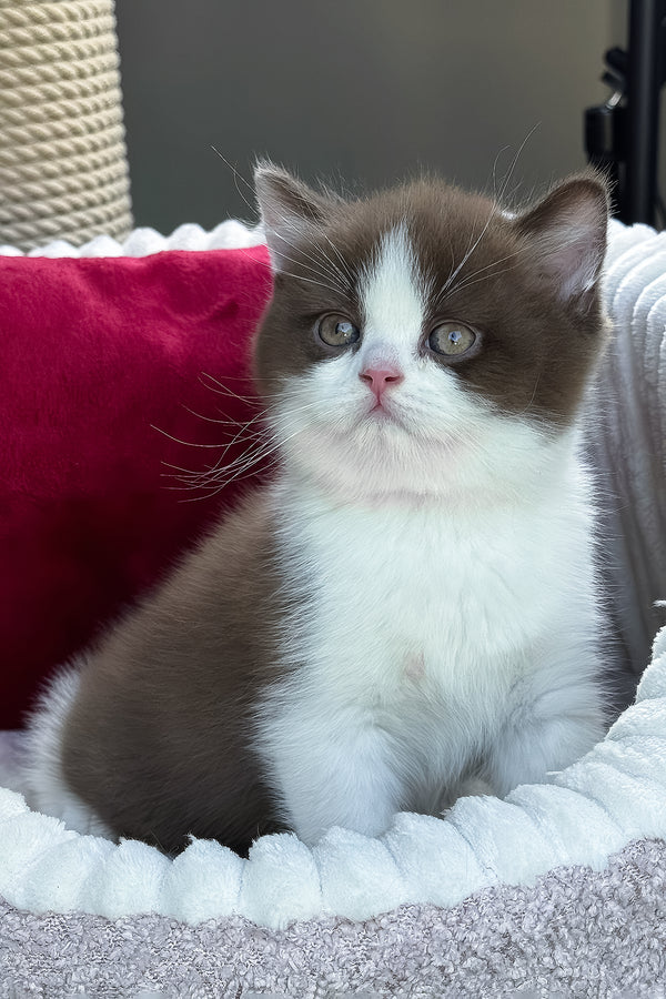 Velvet | British Shorthair Kitten