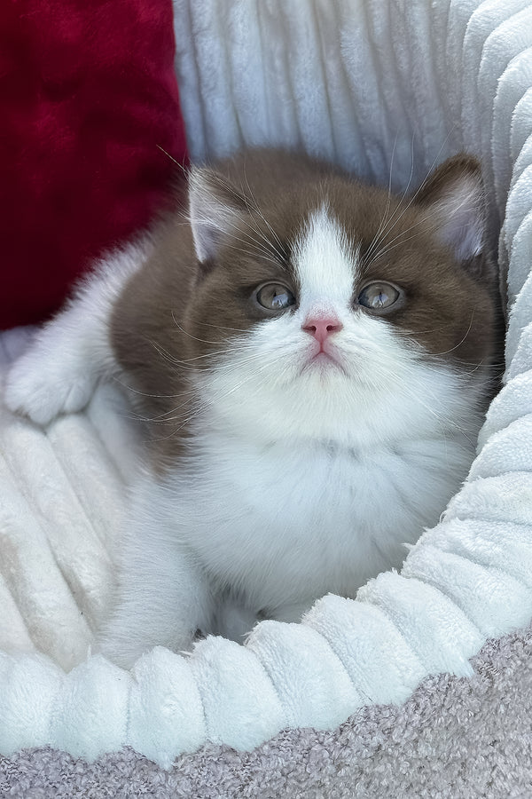 Velvet | British Shorthair Kitten