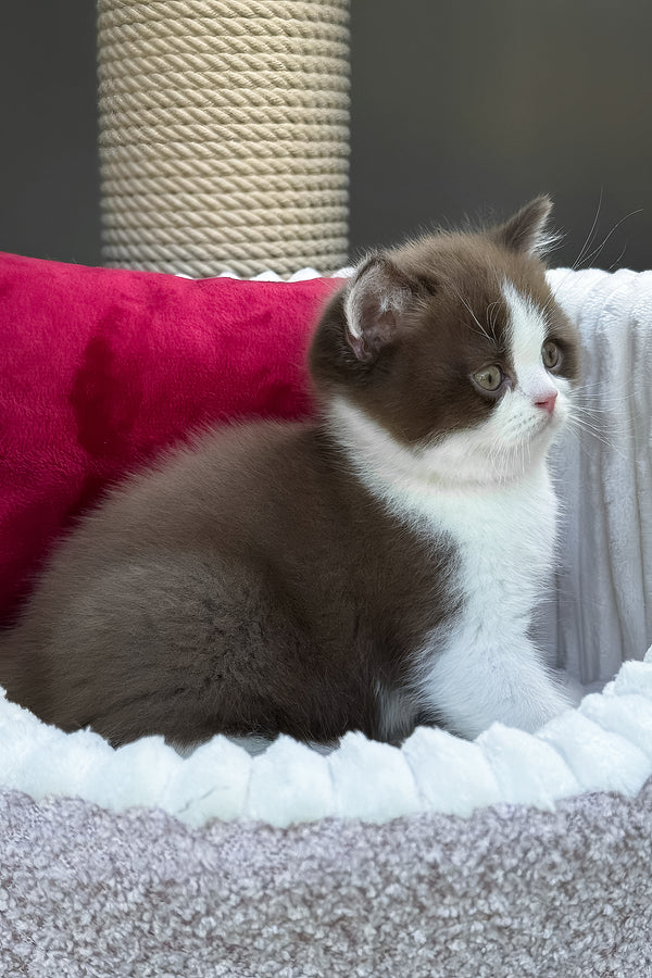 Velvet | British Shorthair Kitten