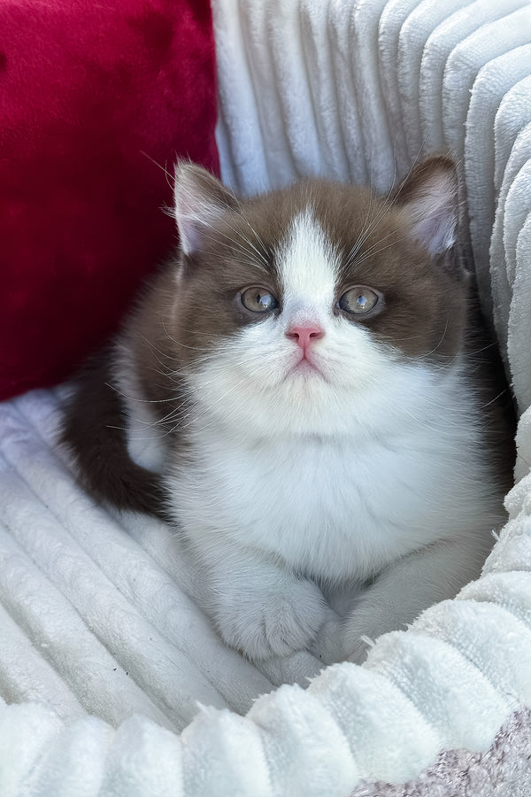 Velvet | British Shorthair Kitten