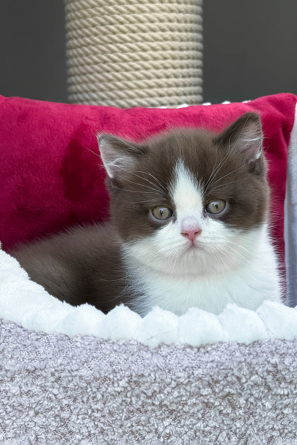 Velvet | British Shorthair Kitten